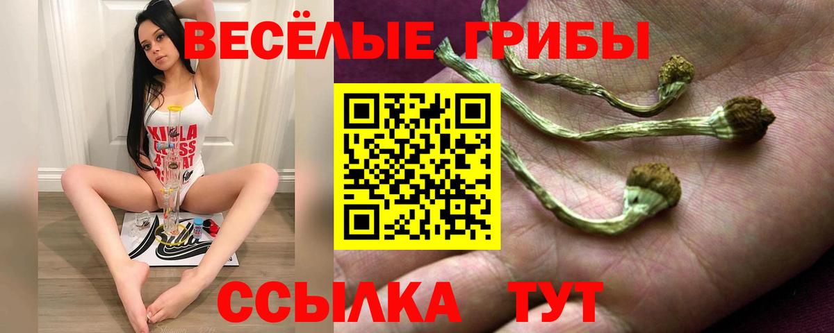 купить наркотики цена  Вход с VPN  Королёв  Псилоцибиновые грибы GOLDEN TEACHER 